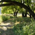 Two groomed hiking trails take visitors through areas shaded by huge oak trees and other foliage.